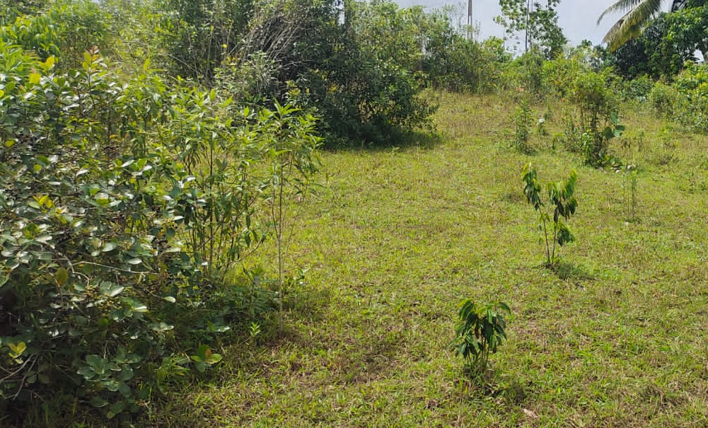 Vacant Land 1