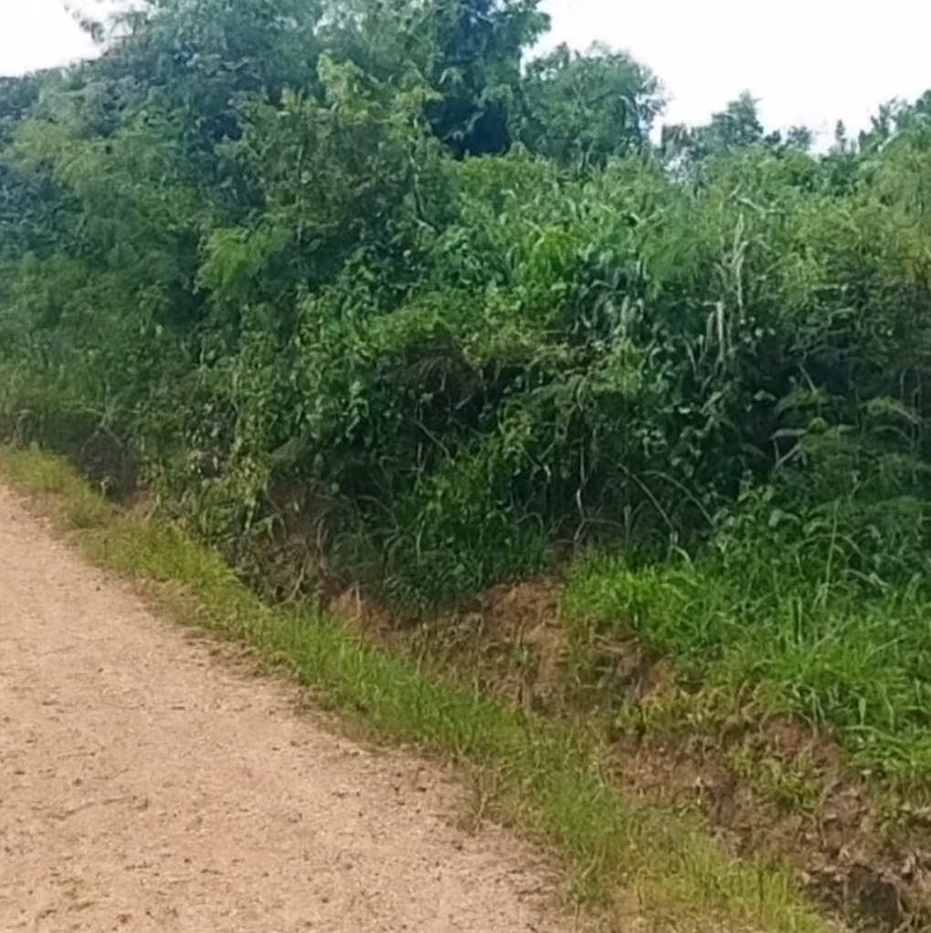 2 plots at nii fio