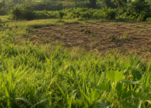 3 acres farmland at akote near suhum