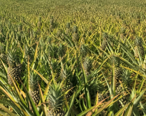 pineapple farm at suhum